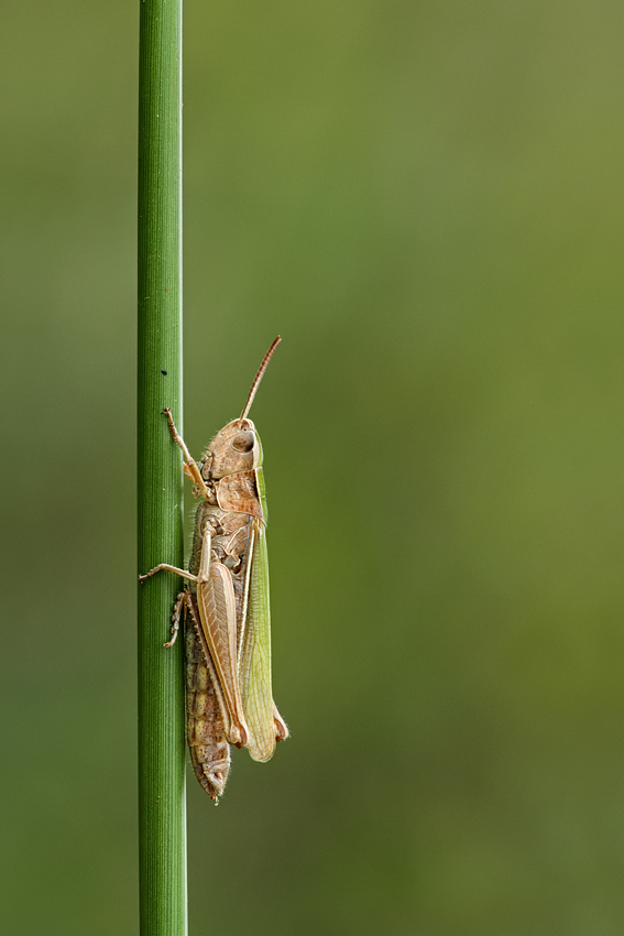 Lesser Marsh Grasshopper 5